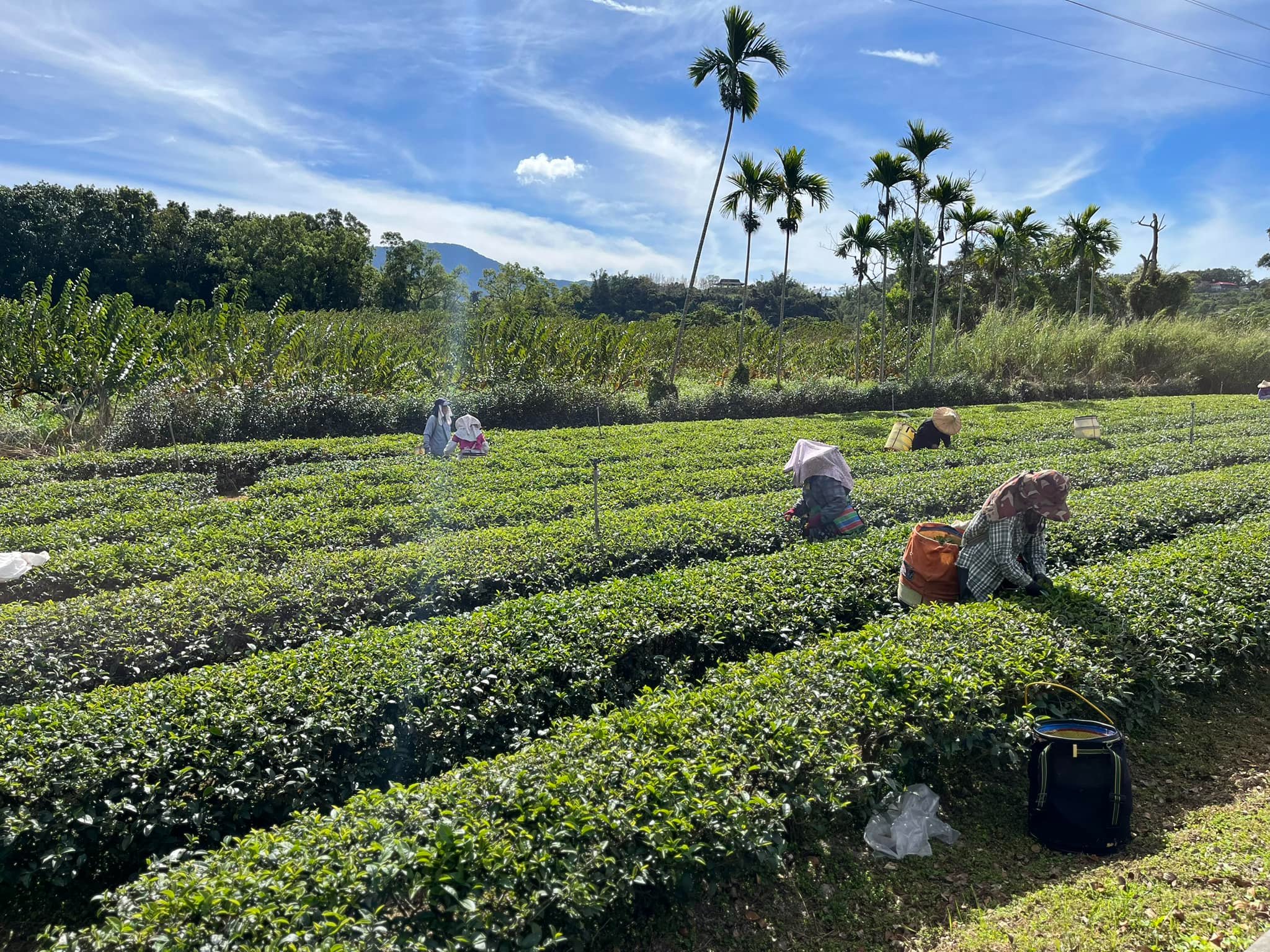 新元昌紅茶產業文化館